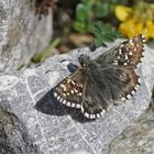 Graumelierter Alpen-Würfel-Dickkopffalter (Pyrgus andromedae)