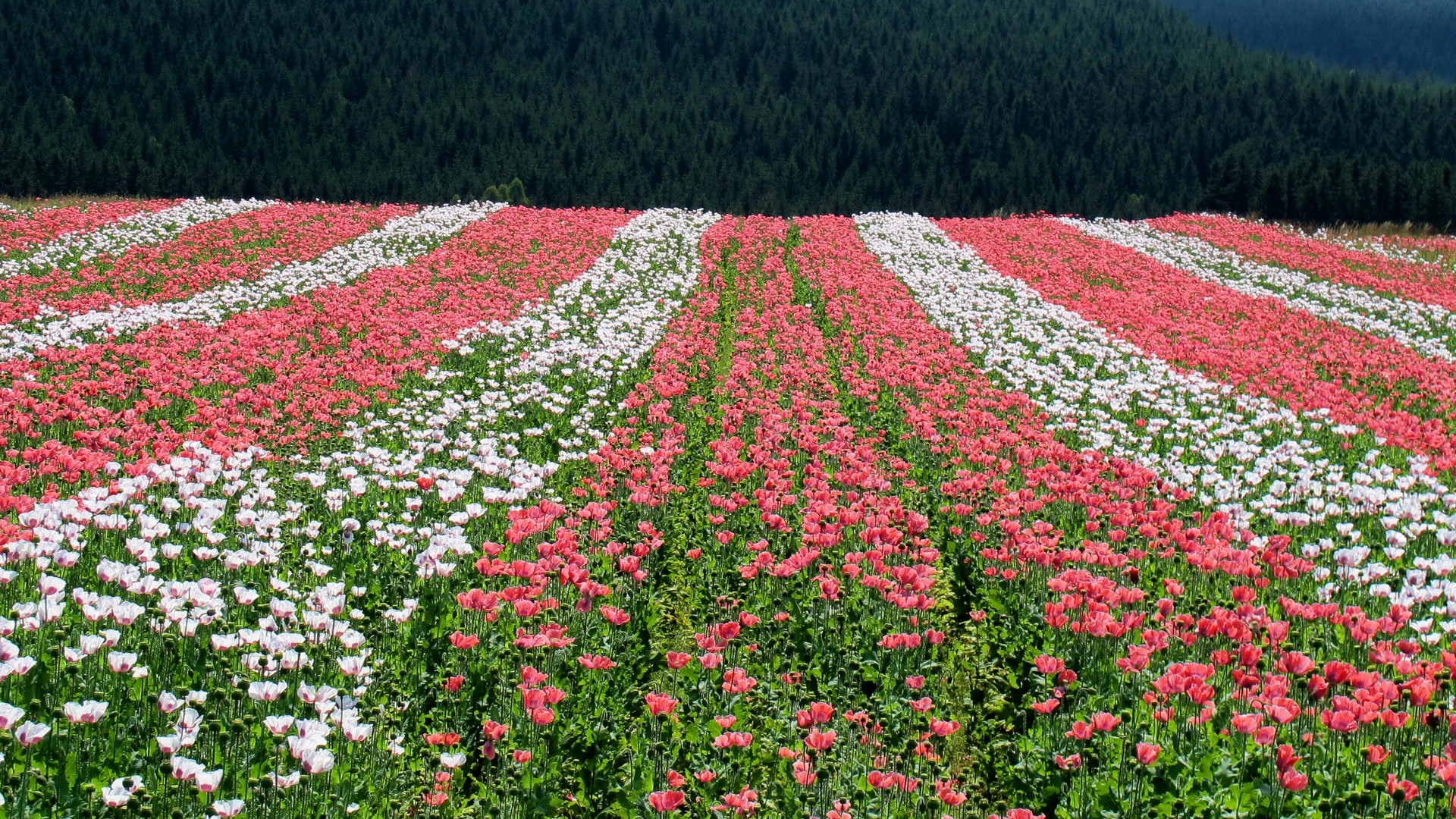 Graumohn in Streifen