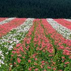 Graumohn in Streifen