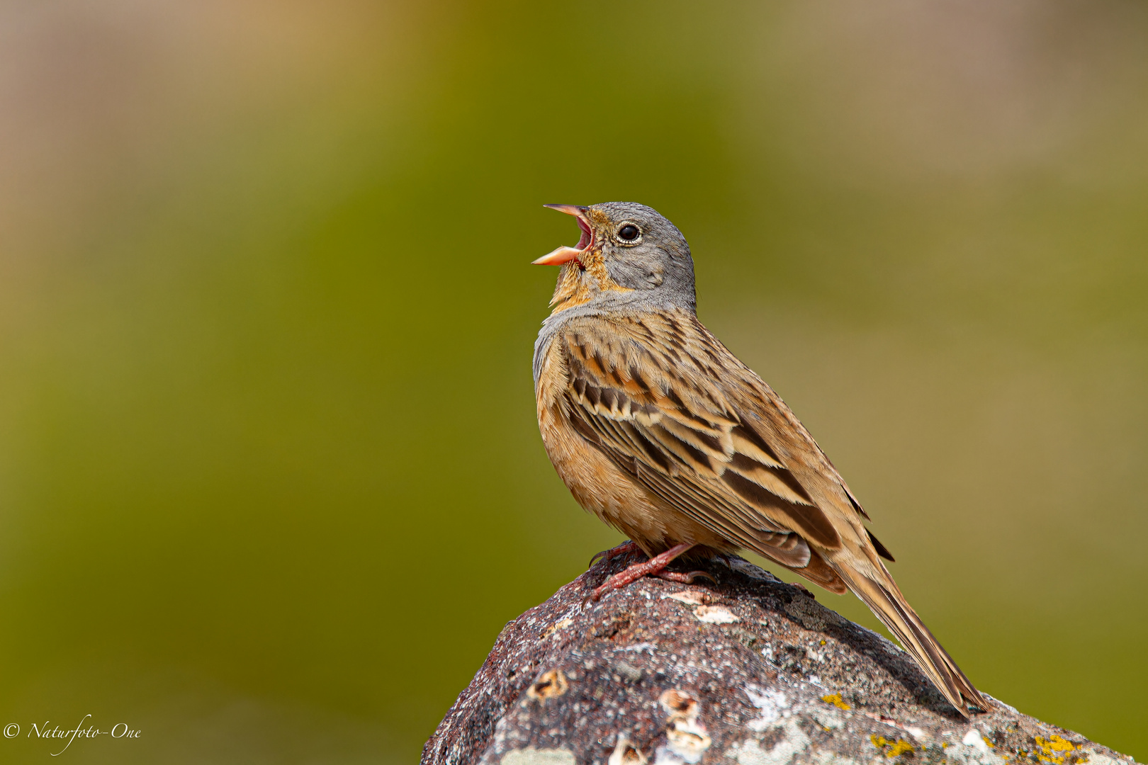 Grauortolan ( Emberiza cassis ) beim Gesangsvortrag