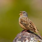 Grauortolan ( Emberiza cassis ) beim Gesangsvortrag