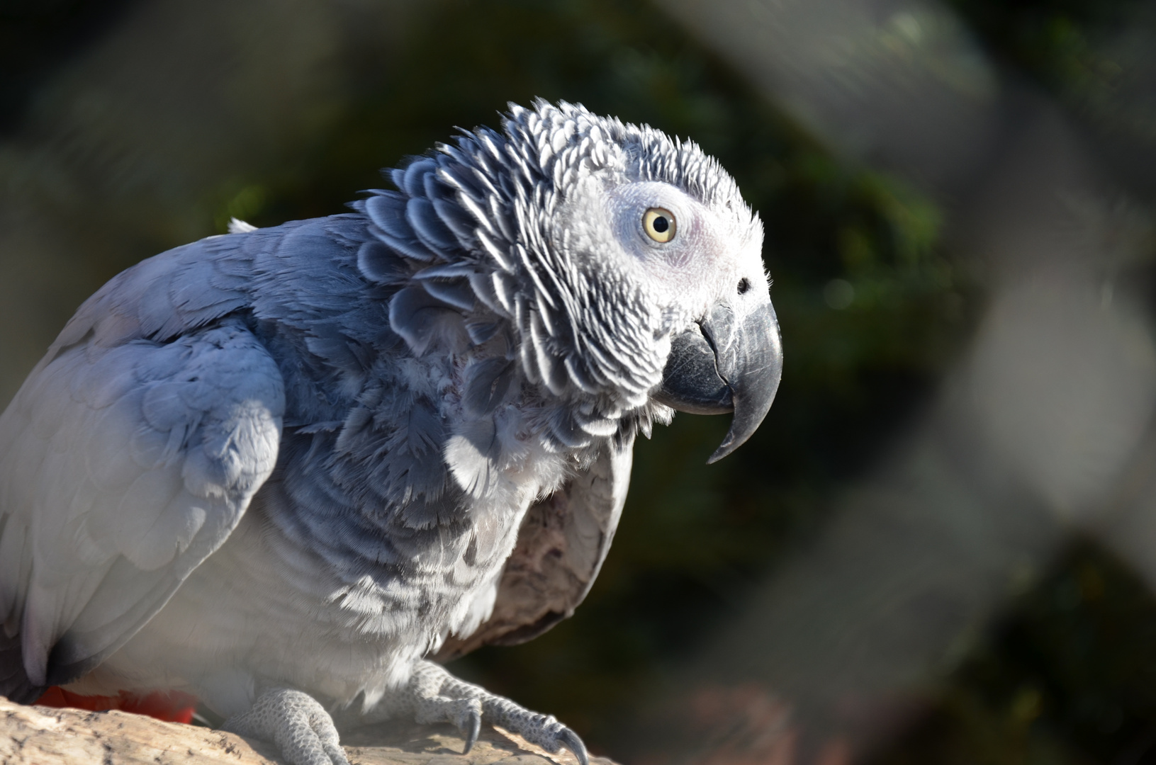 Graupapagei Foto & Bild tiere, zoo, wildpark & falknerei, vögel