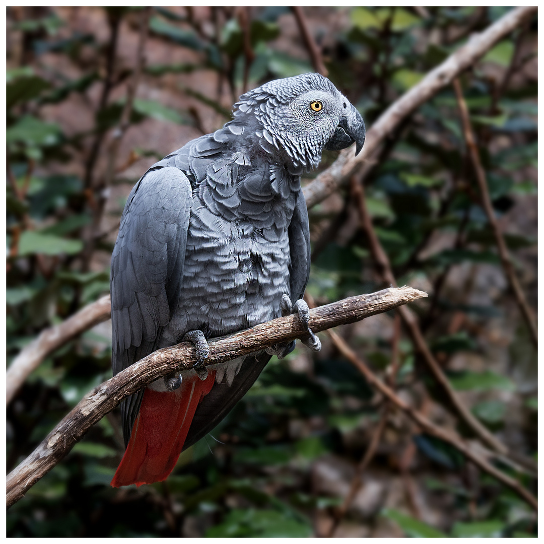 Graupapagei Foto & Bild zoo / tiere, fotos, tiere Bilder auf