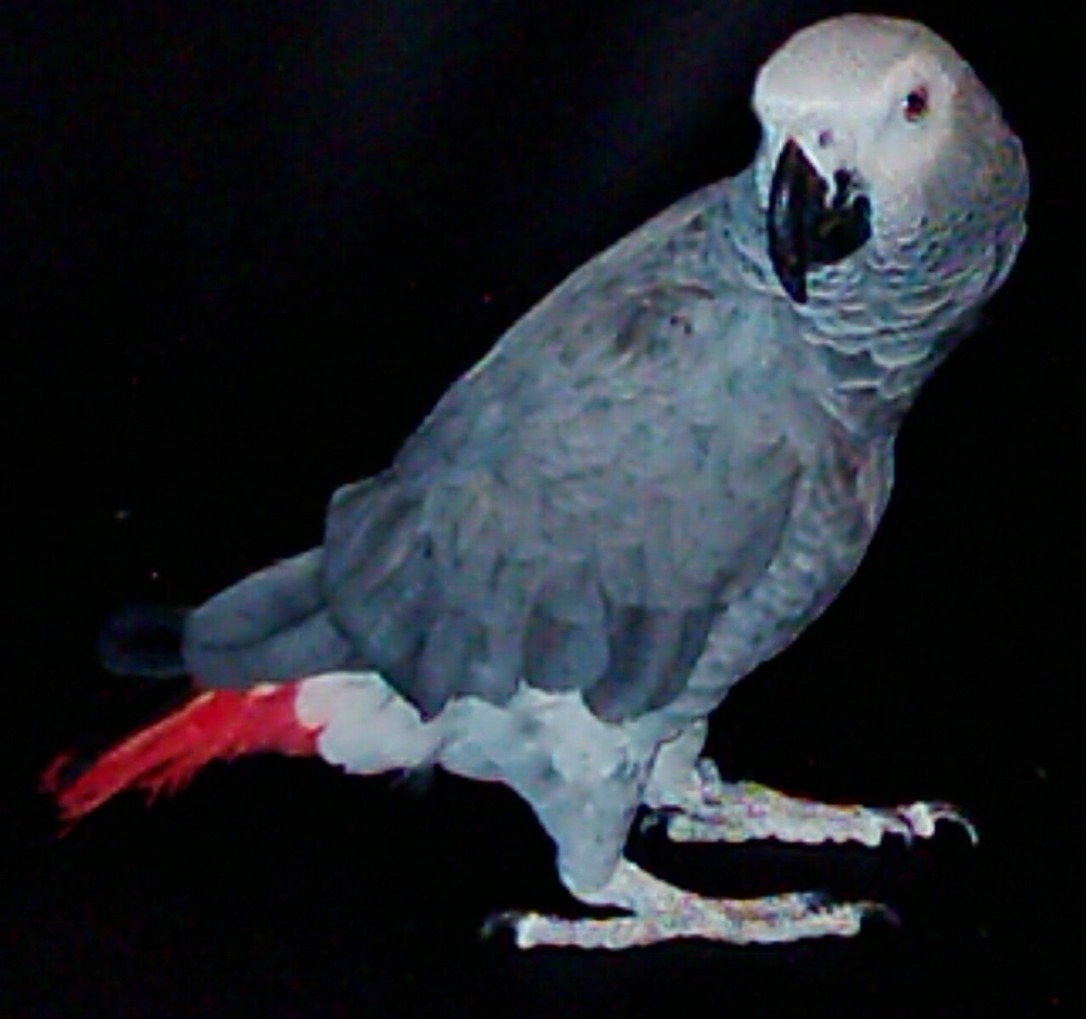 Graupapagei Foto & Bild tiere, haustiere, vögel Bilder auf