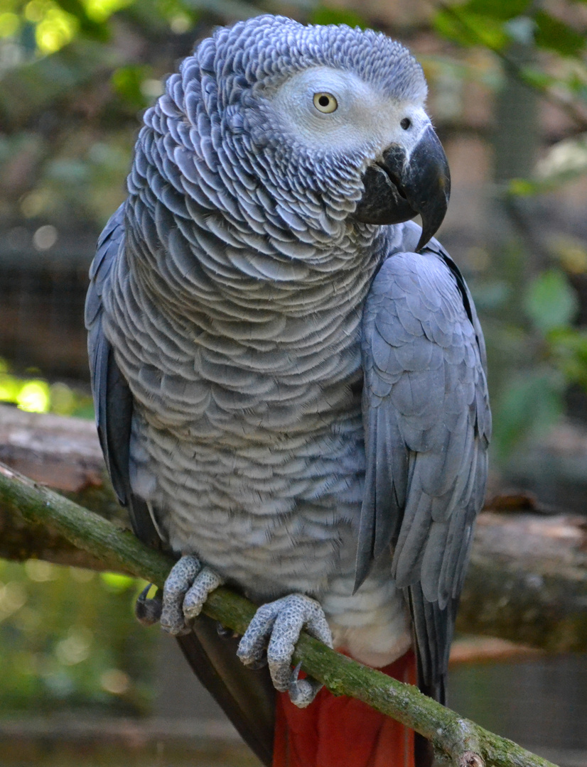 Graupapagei im Leintalzoo Schwaigern