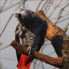 Graupapagei im Vogelpark