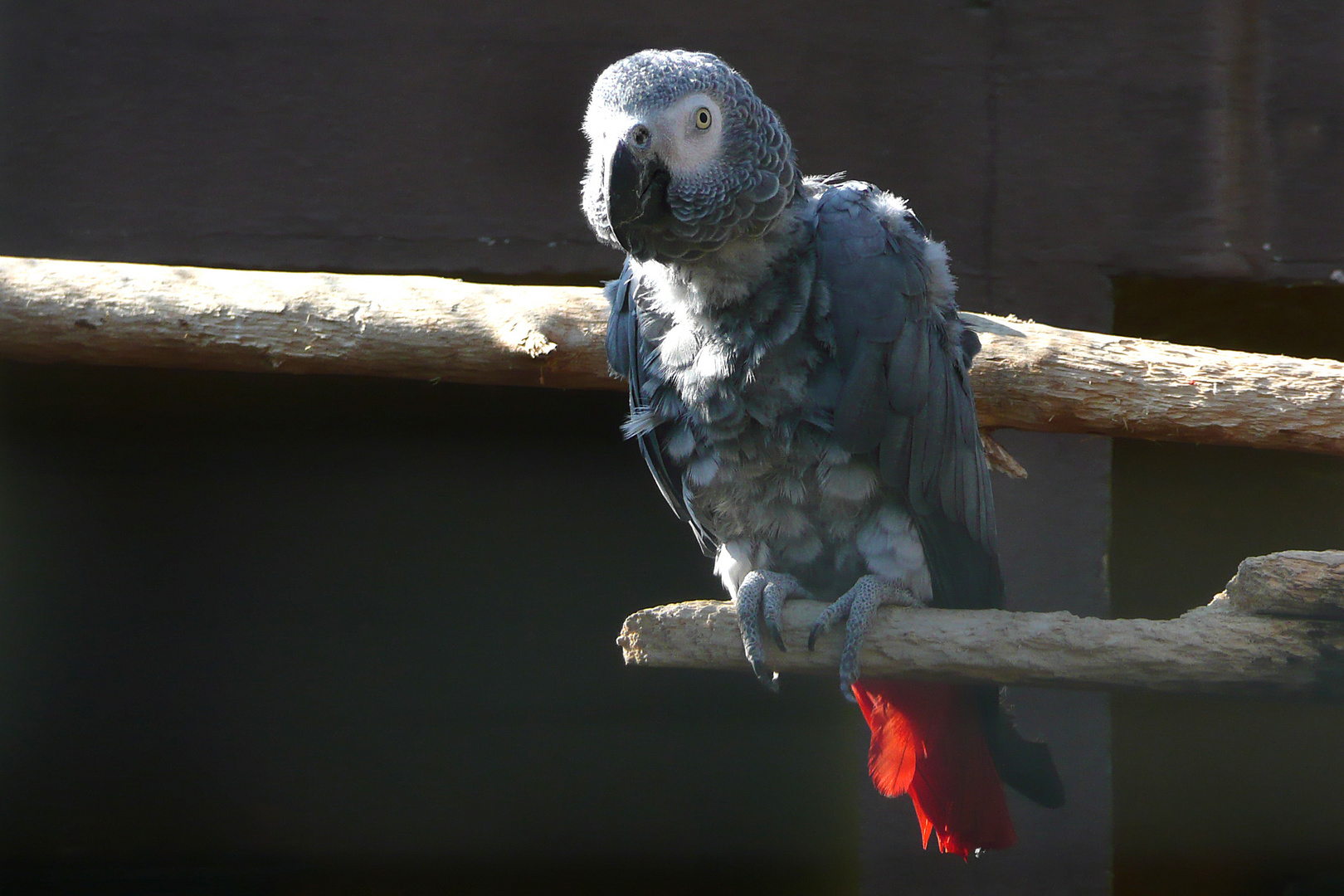 Graupapagei (ZOO NEUWIED)