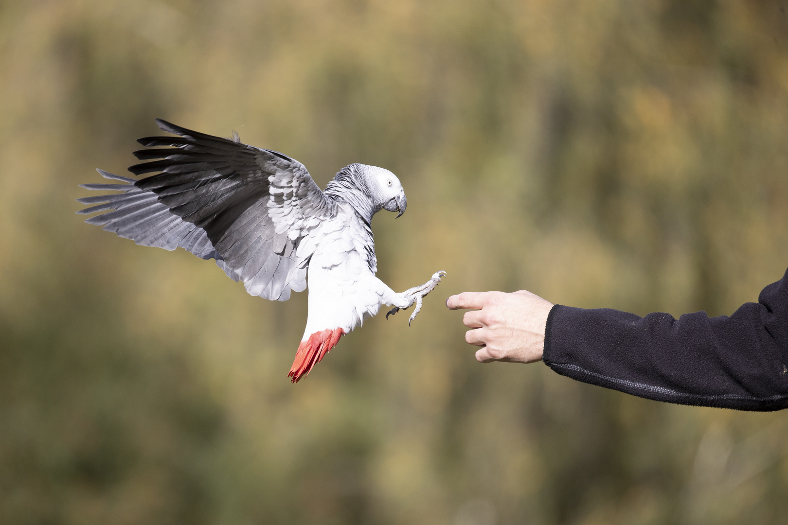 Graupapgei als Teilnehmer an der Flugshow