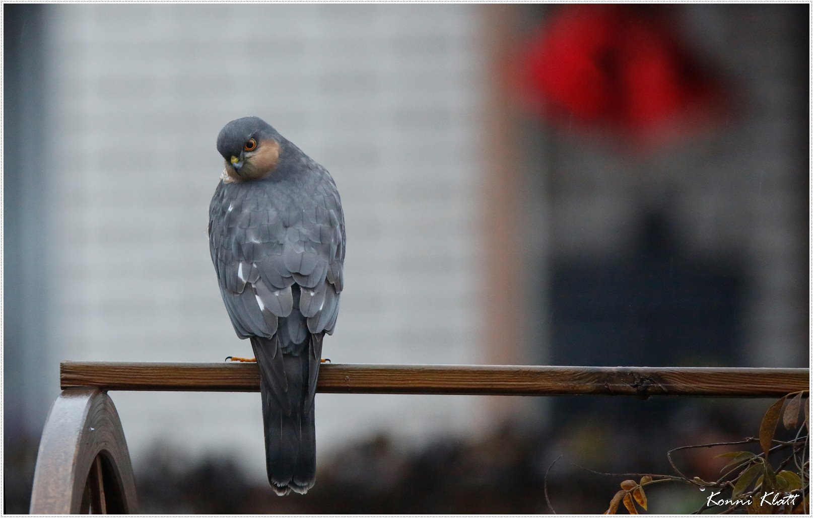 Graupel und Sperber ... Sleet and sparrowhawk