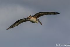 Graupelikan im Abflug