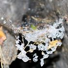 Graupelkörner im Spinnennetz