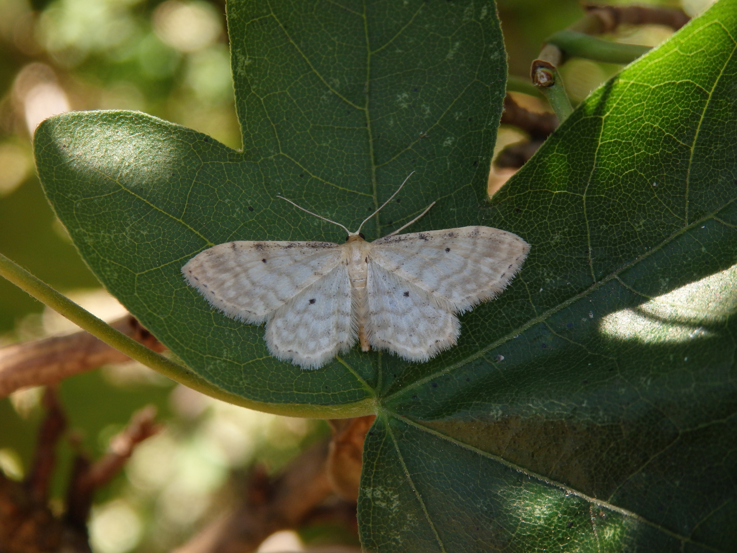 Graurandiger Zwergspanner (Idaea fuscovenosa)