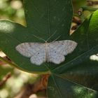 Graurandiger Zwergspanner (Idaea fuscovenosa)