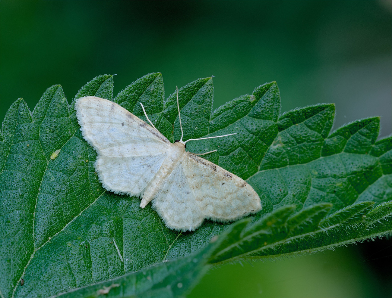 Graurandiger Zwergspanner (Idaea fuscovenosa)