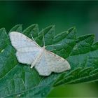 Graurandiger Zwergspanner (Idaea fuscovenosa)