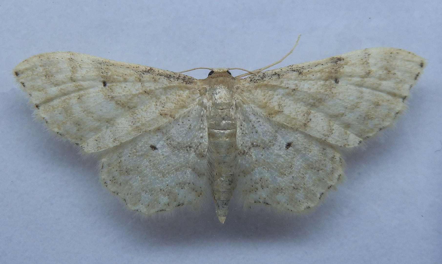 Graurandiger Zwergspanner (Idaea fuscovenosa)