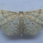 Graurandiger Zwergspanner (Idaea fuscovenosa)