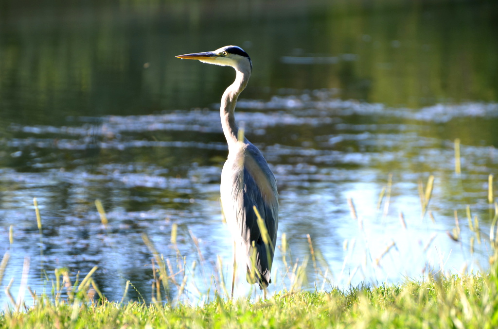 Graureier am Ufer