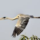 Graureier im Flug