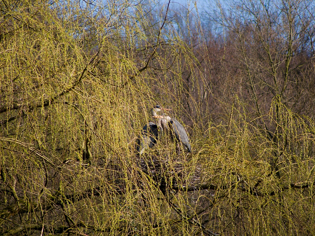 Graureier in der Trauerweide