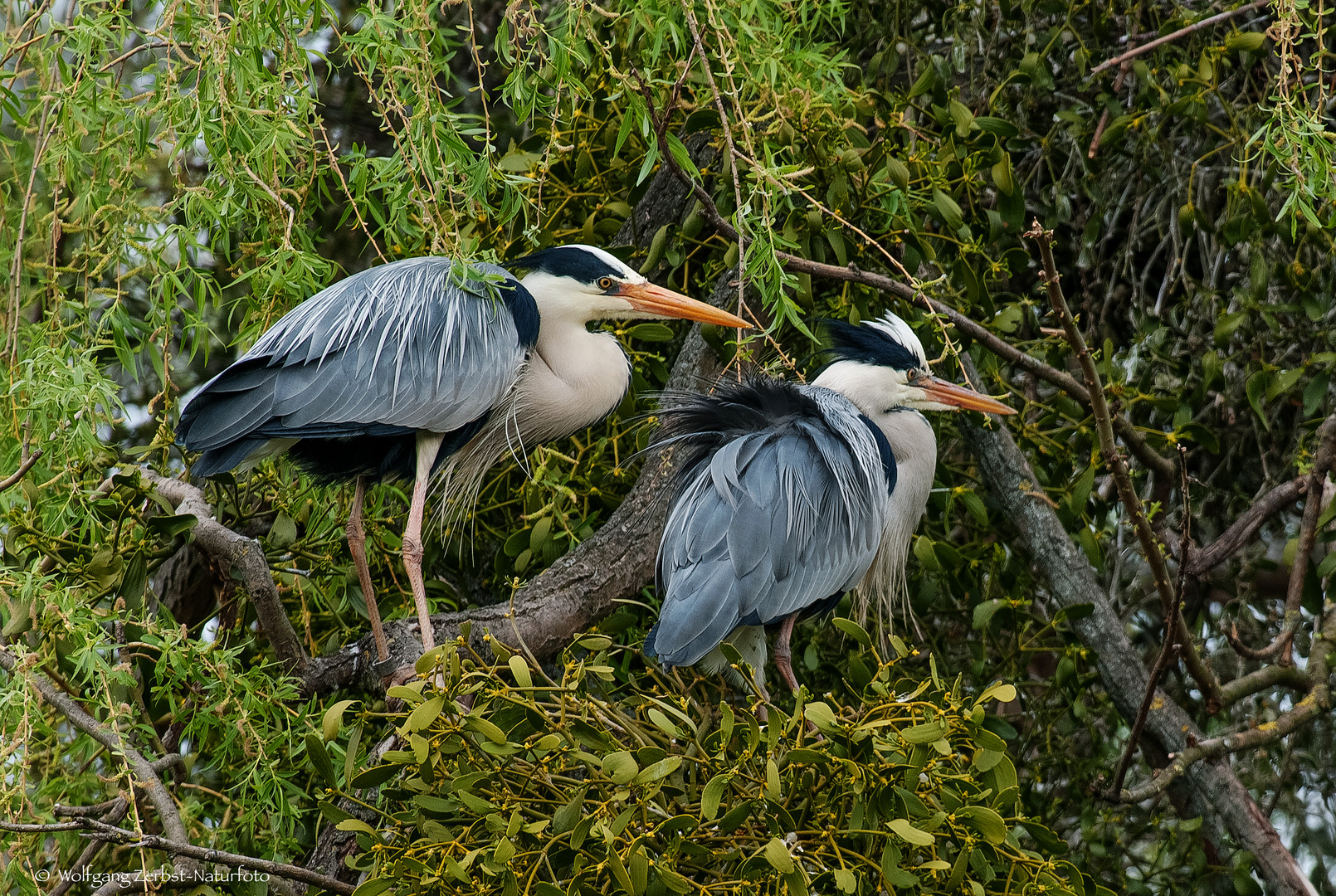   - GRAUREIER PAAR -  (Ardea cinerea )