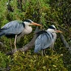   - GRAUREIER PAAR -  (Ardea cinerea )