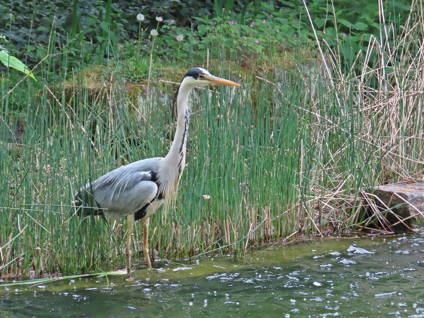 Graureiher (03.05.2022)