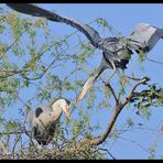 - Graureiher 1 bei der Nestpflege - ( Ardea cinerea )