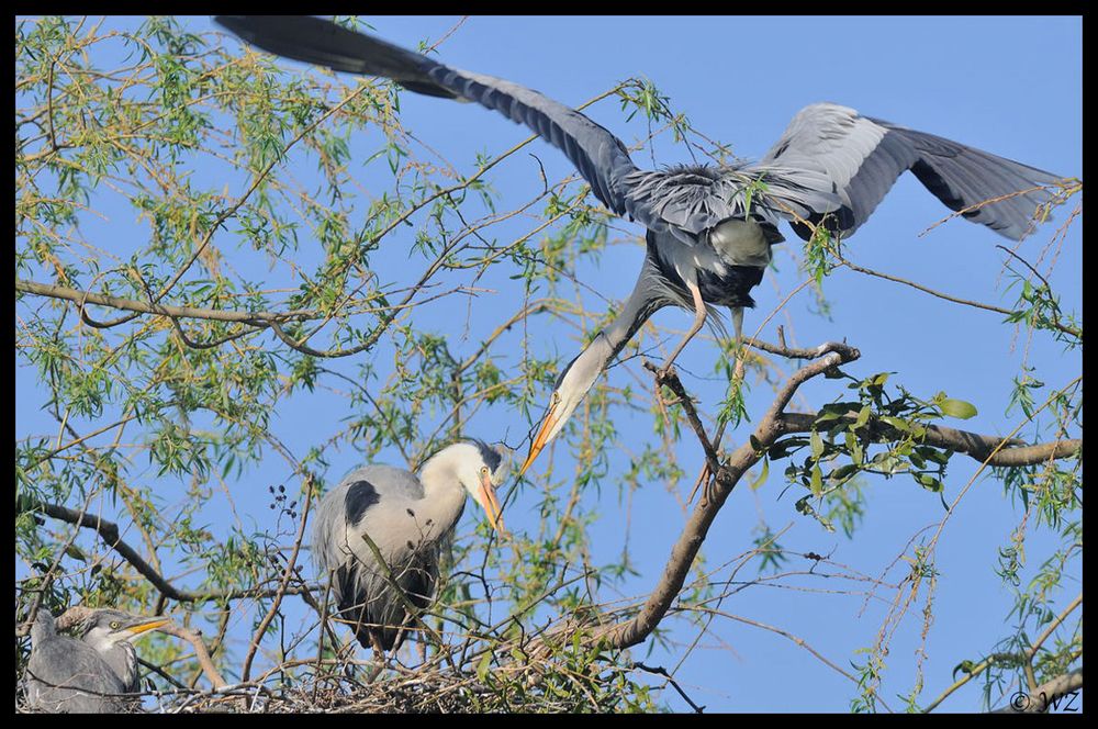 - Graureiher 1 bei der Nestpflege - ( Ardea cinerea )