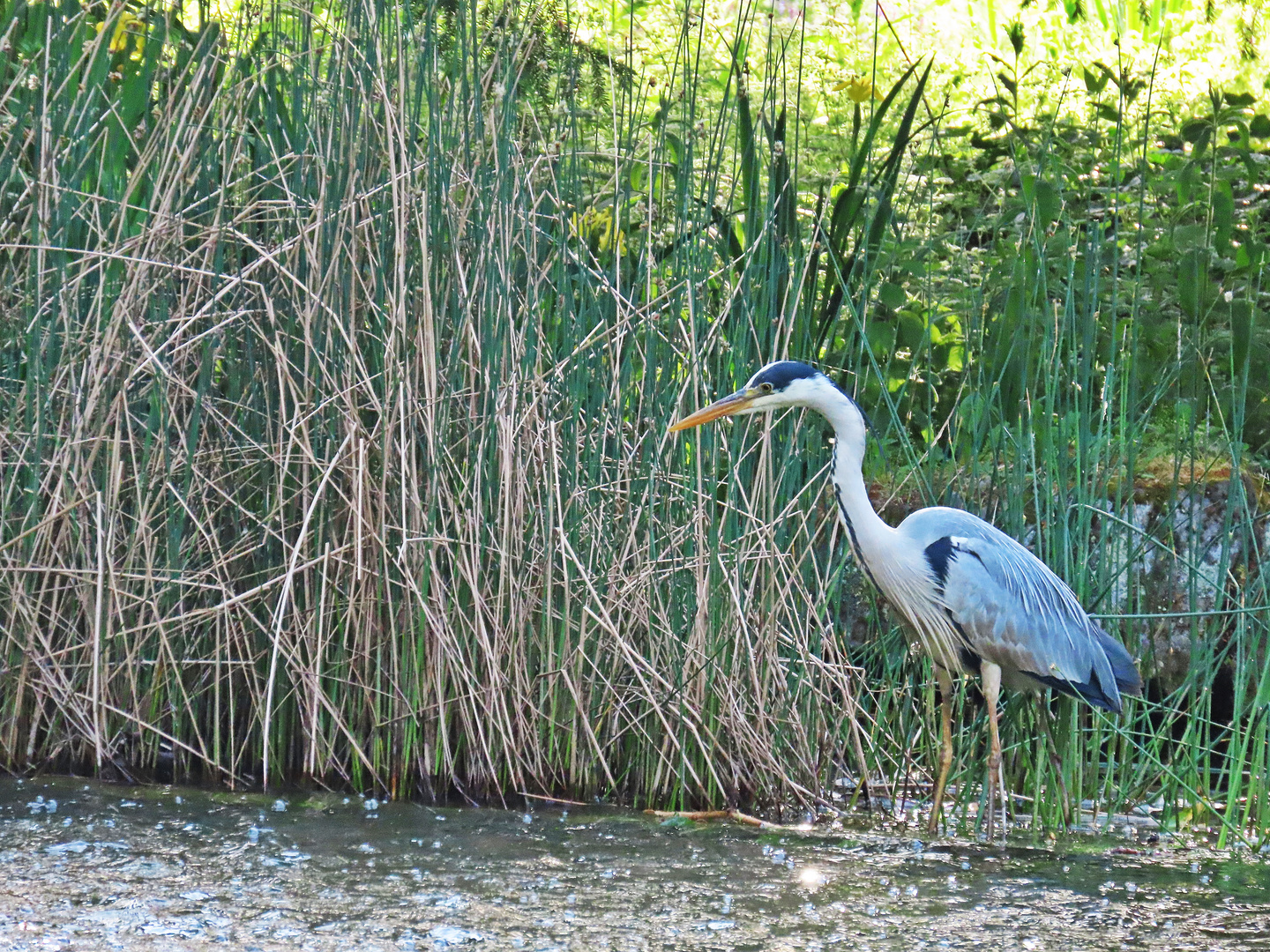 Graureiher (19.05.2022)