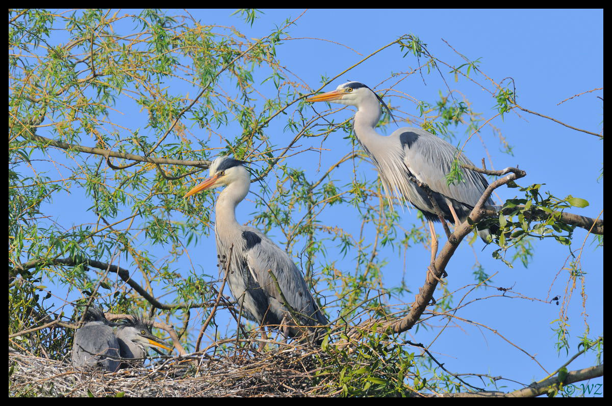 - Graureiher 2 - ( Ardea cinerea )