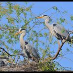 - Graureiher 2 - ( Ardea cinerea )