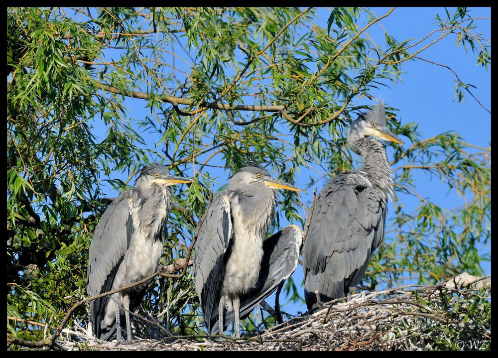 - Graureiher 2 - ( Ardea cunerea )