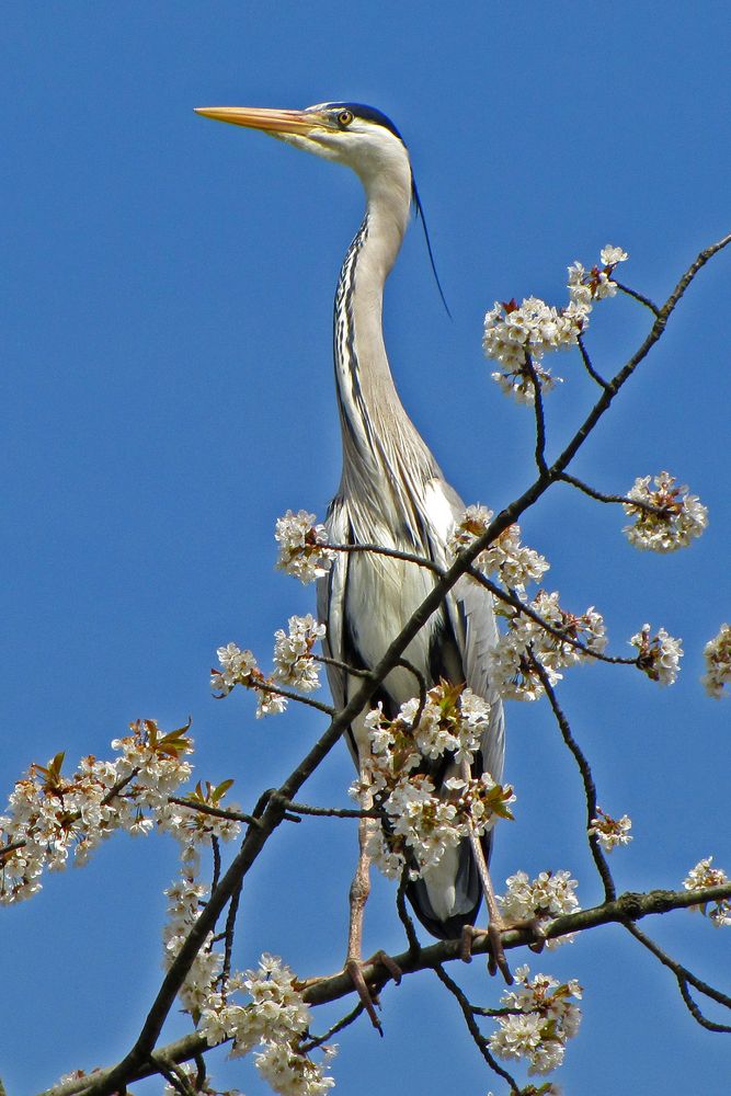 Graureiher (2) Zoo Neuwied