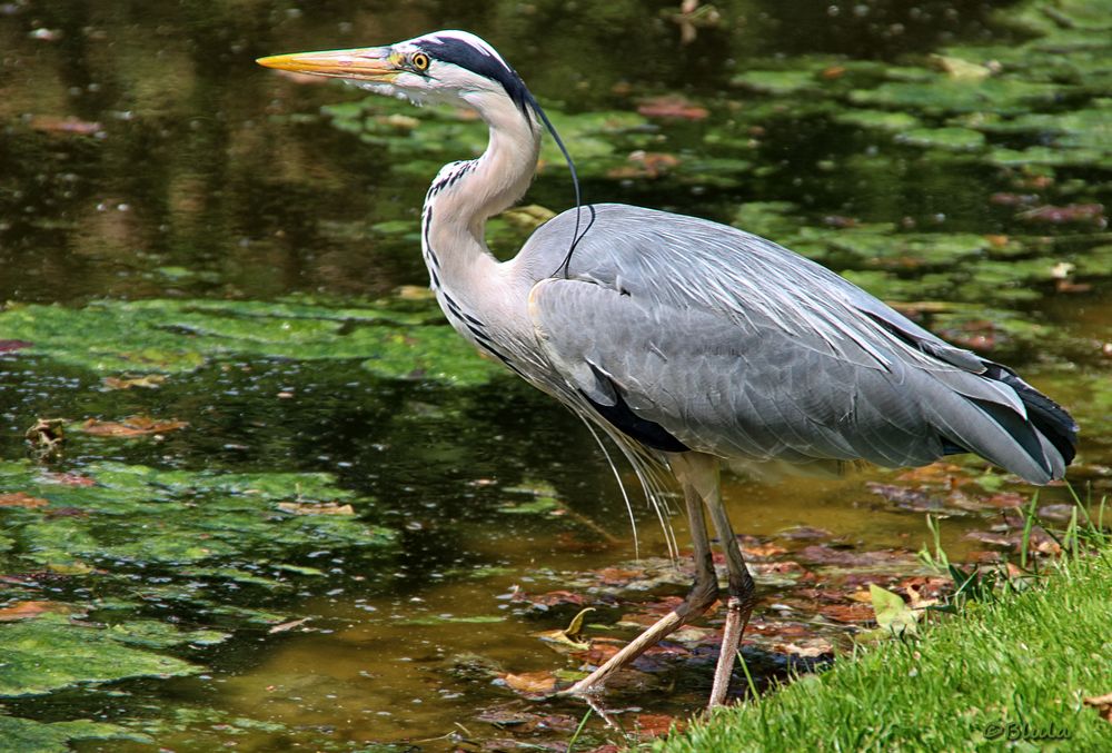 Graureiher Foto & Bild world, teich, natur Bilder auf