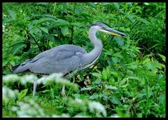 - Graureiher 6 - ( Ardea cinerea )