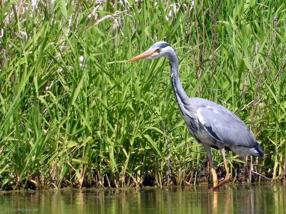 Graureiher Foto & Bild teich, natur, see Bilder auf