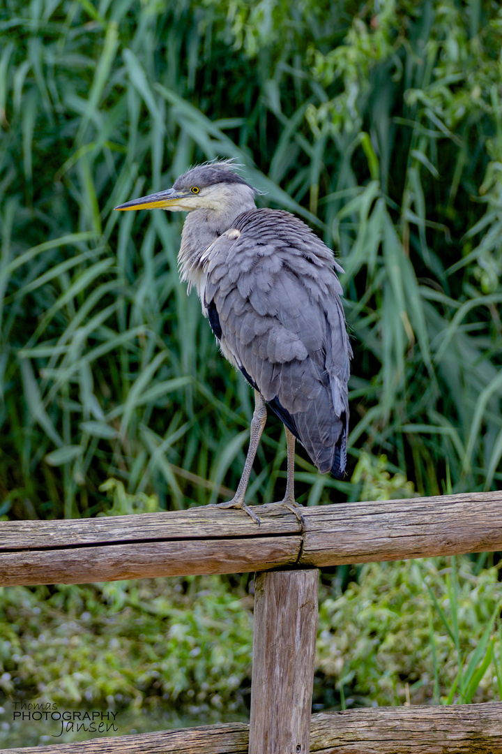 Graureiher Aachener Tierpark