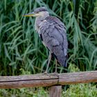 Graureiher Aachener Tierpark