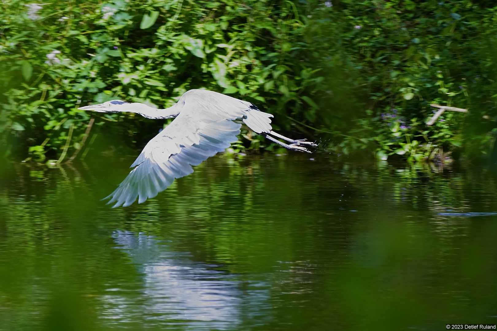 Graureiher - Abflug