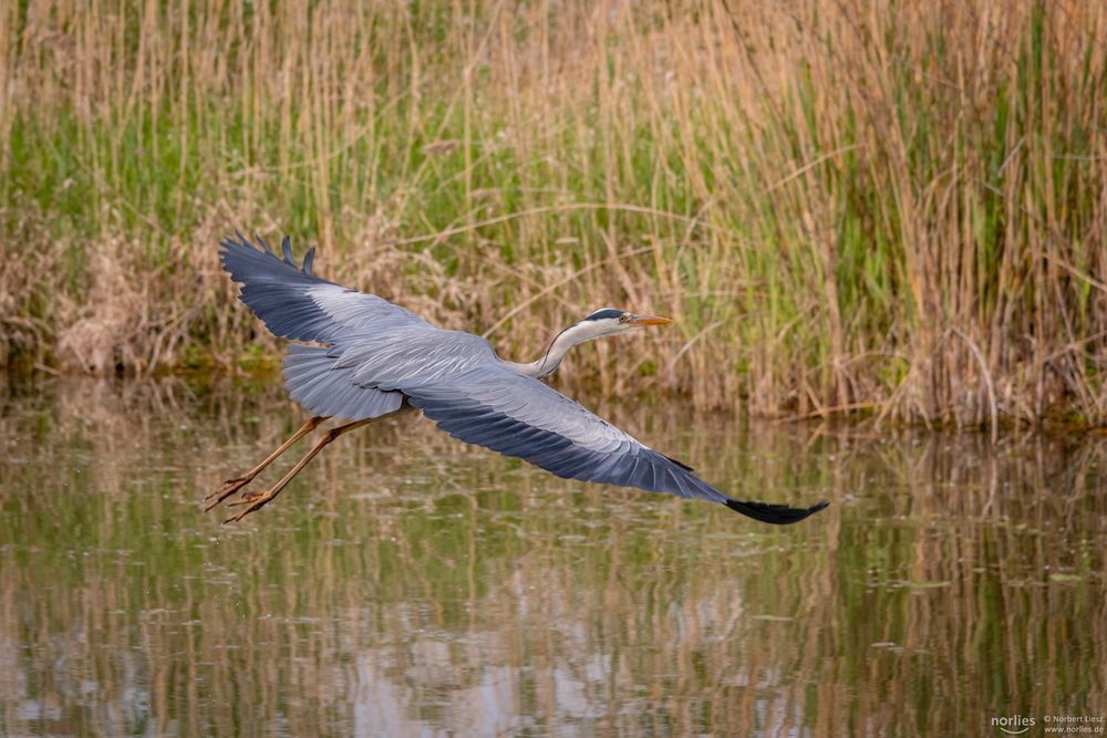 Graureiher Abflug