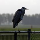 Graureiher am Airport Schiphol / 2