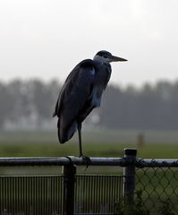 Graureiher am Airport Schiphol / 2