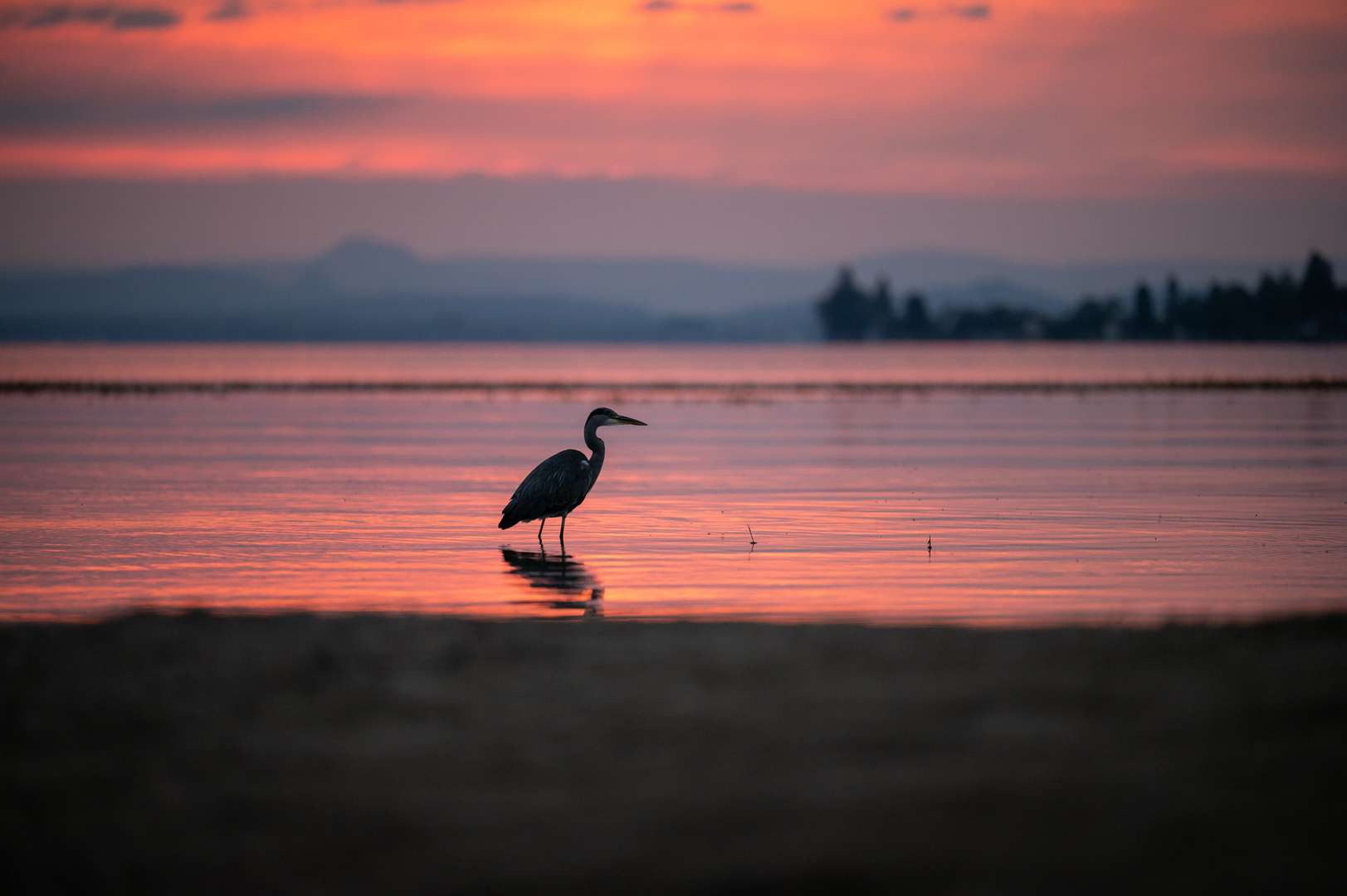 Graureiher am Bodensee