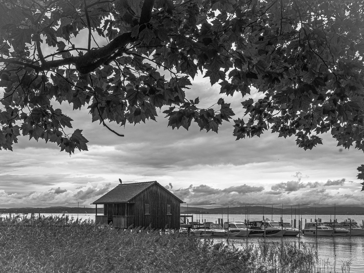 Graureiher am  Bodensee 