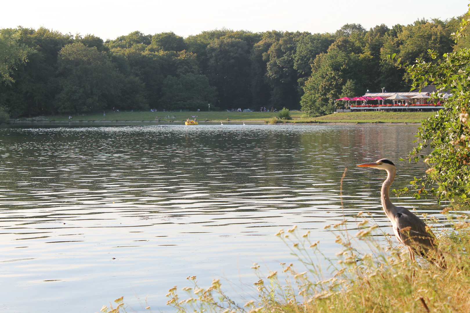 Graureiher am DecKsteiner Weiher