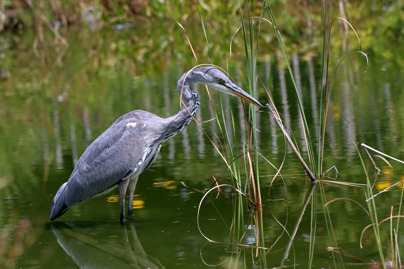 Graureiher am Fischteich