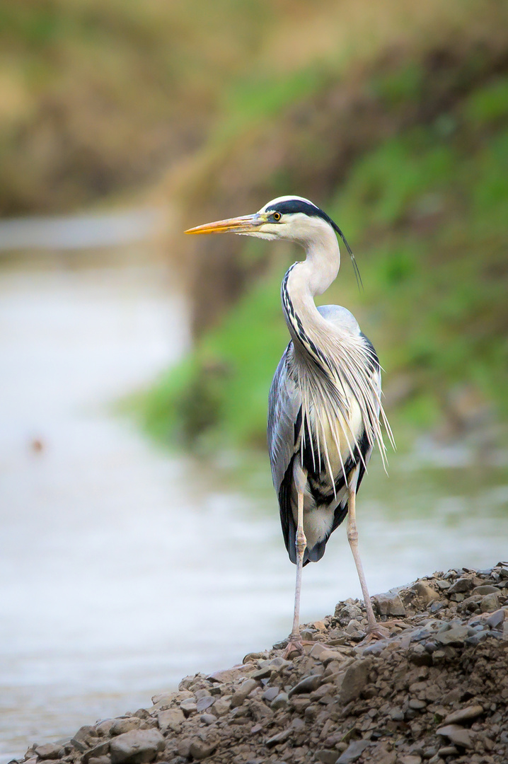 Graureiher am Fluss