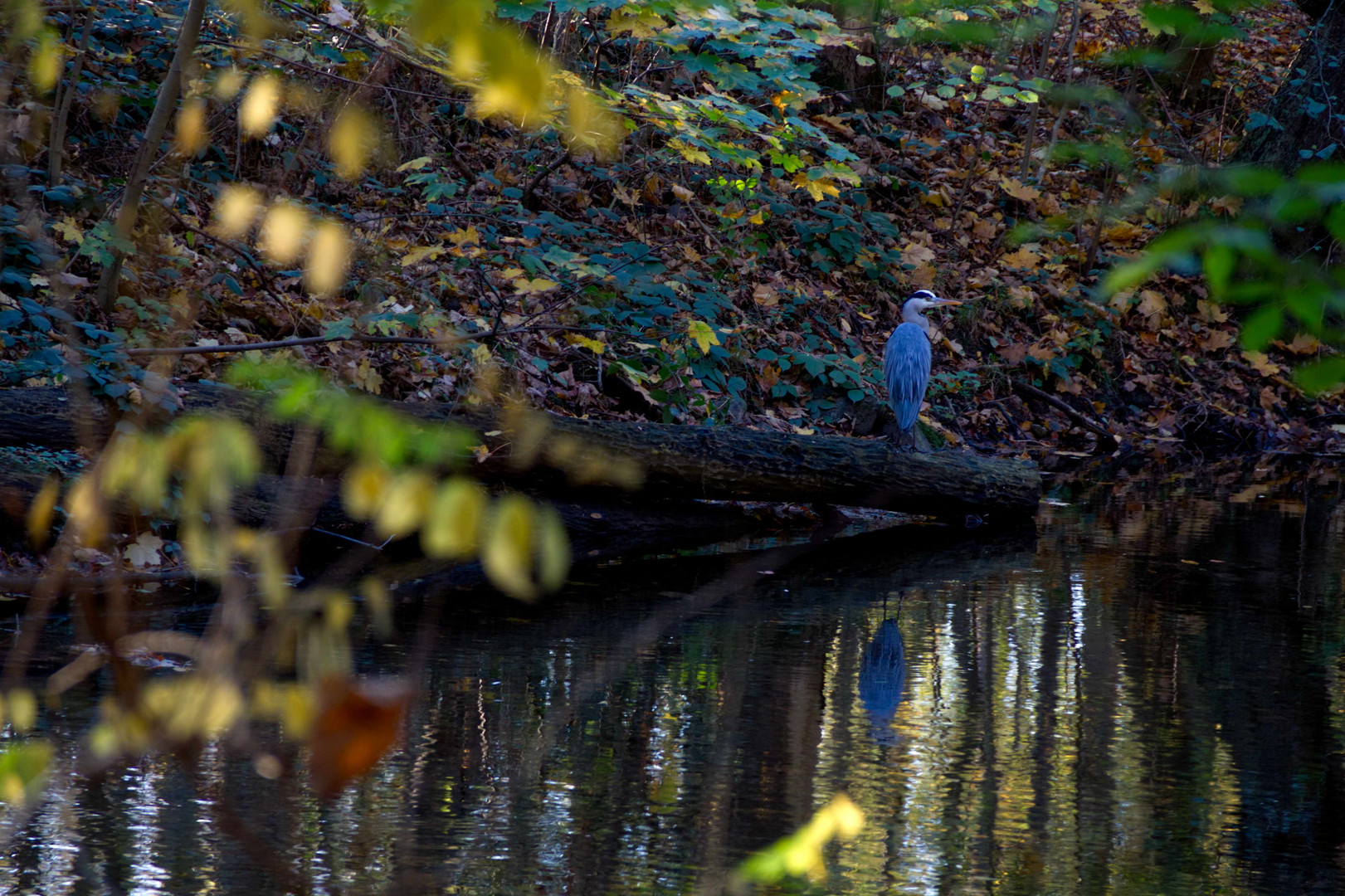 Graureiher am Fluss