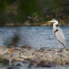 Graureiher am Fluss